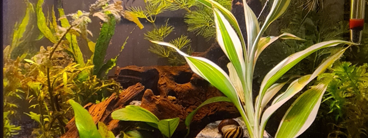 aquarium Acquario Milo 30 Cubik R Vision