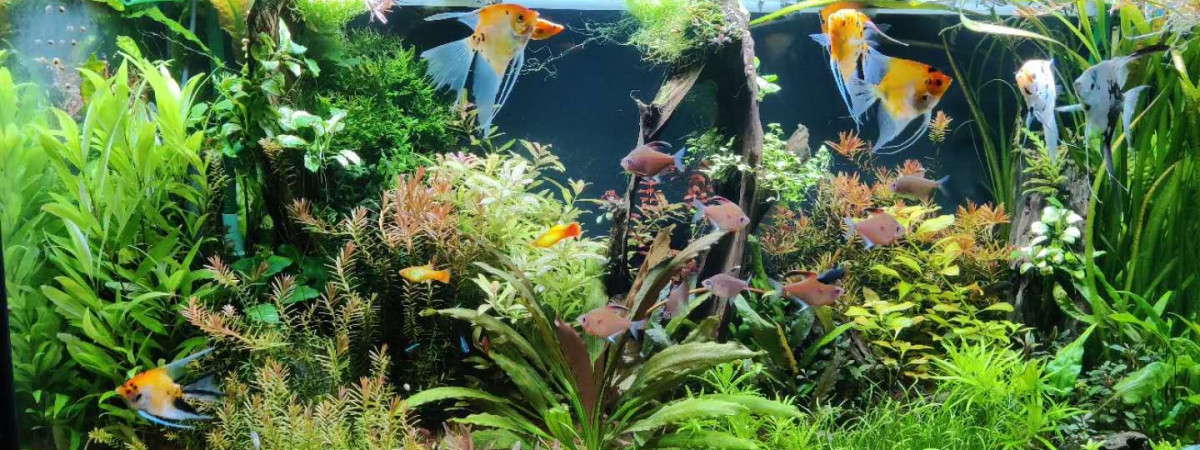 aquarium 450L