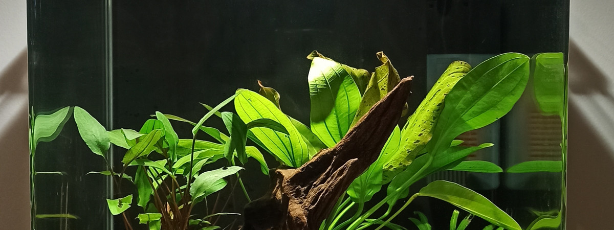 aquarium 30L betta