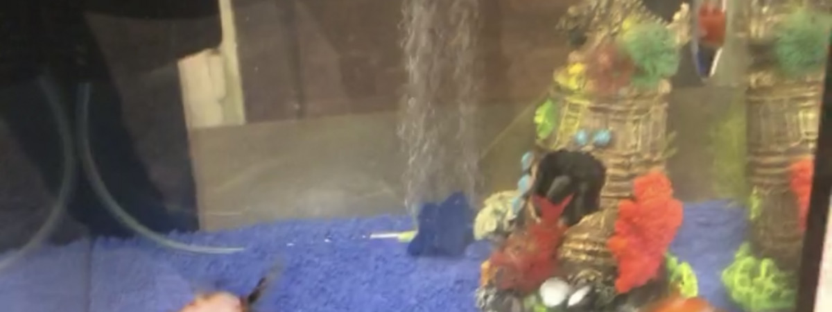 aquarium Test aqua  appart