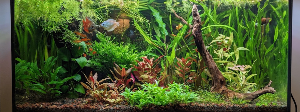 aquarium Sur la Route des Laves 60L