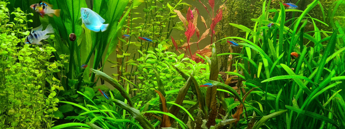 aquarium Eheim