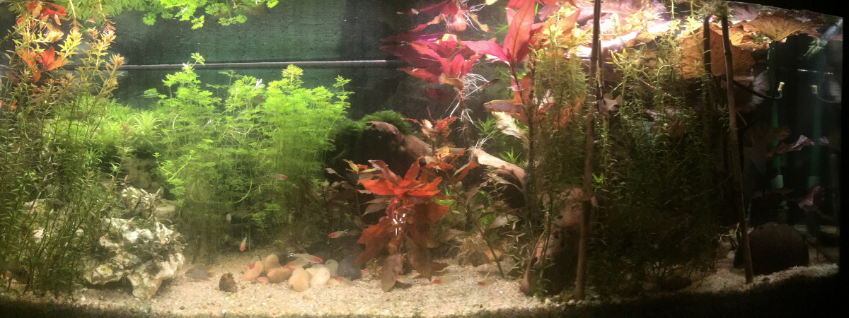 aquarium Rop