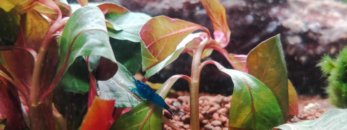 aquarium Aquarium Salon
