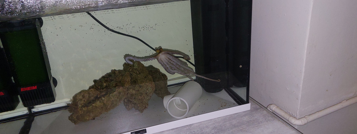 aquarium Valerie