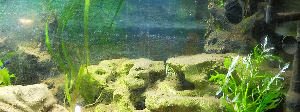 aquarium betta femelles