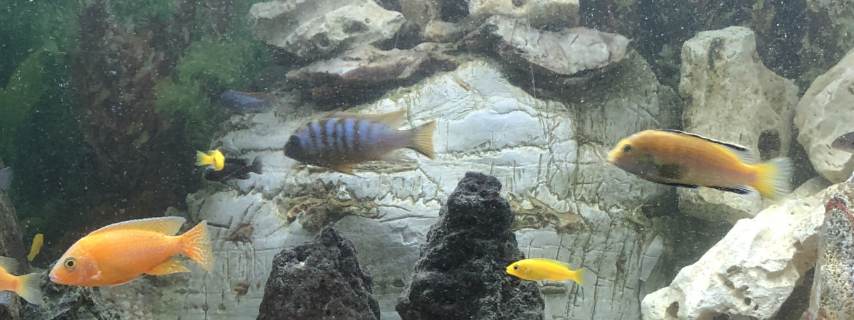 aquarium malherre dominique
