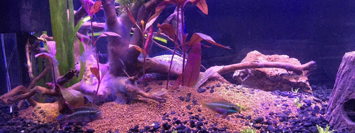 aquarium Home 85