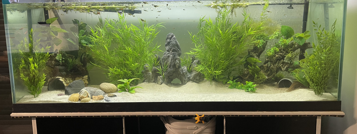 aquarium Forêt tropicale