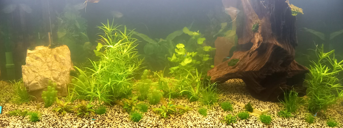 aquarium Aquarium maison