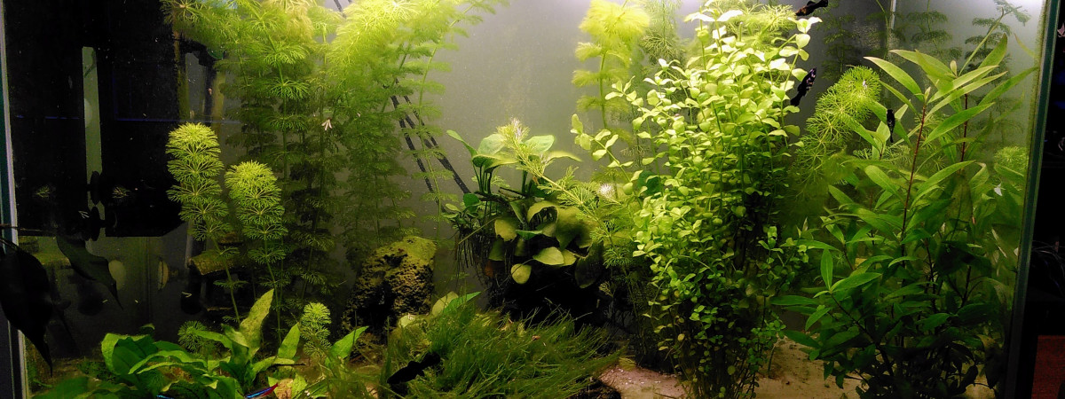 aquarium Bac plante