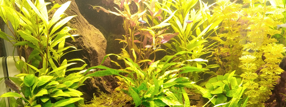 aquarium Amazonien
