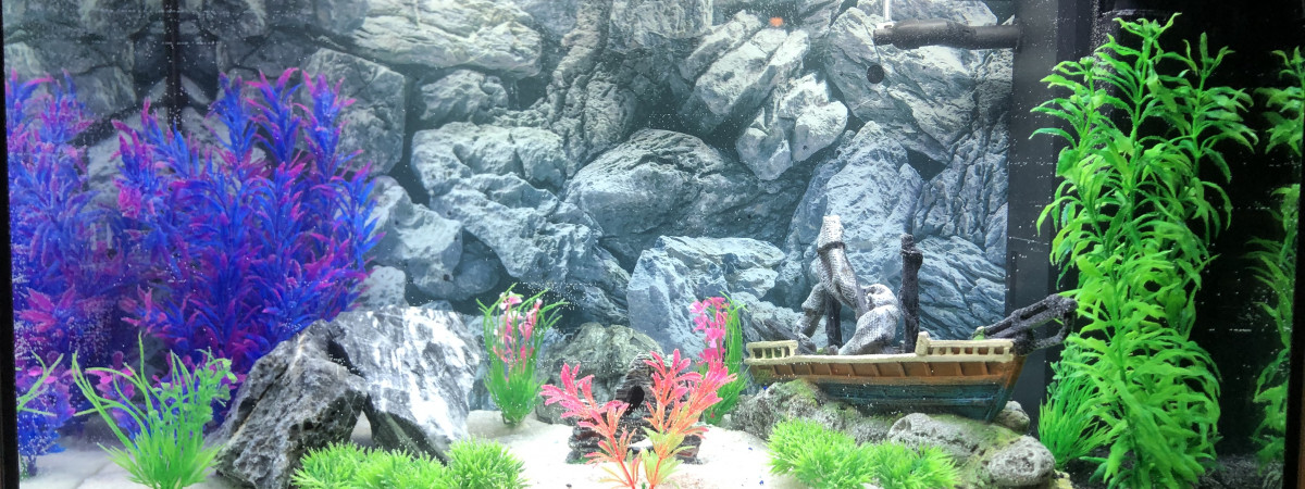aquarium Obiwantiti
