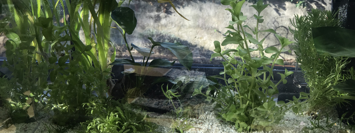 aquarium Début
