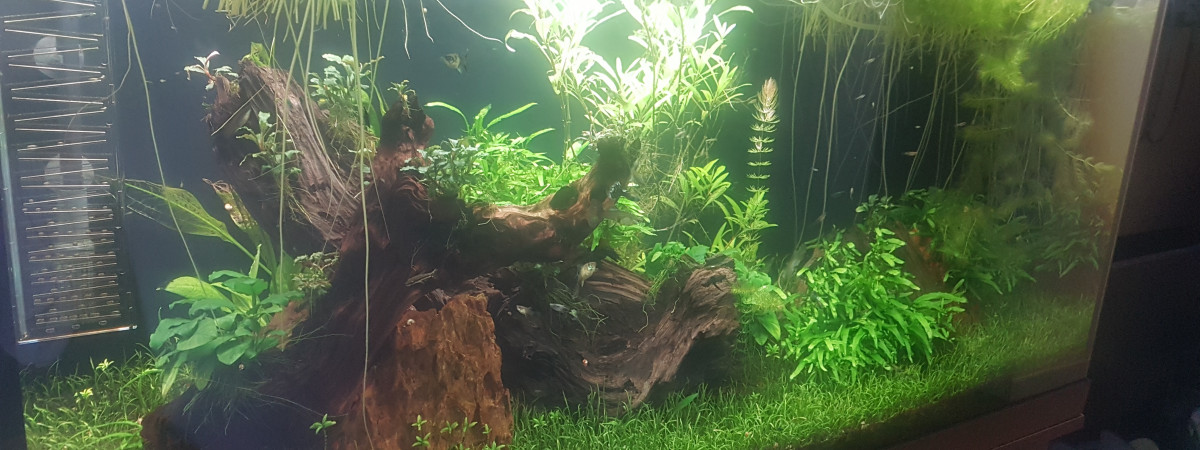 aquarium JUWEL RIO 360