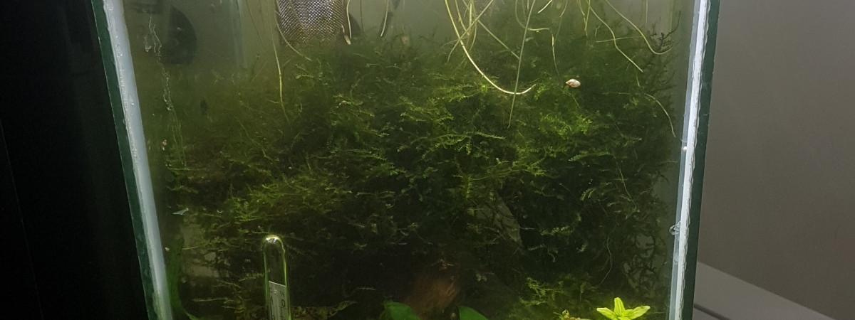 aquarium Bac hopital
