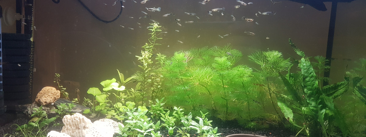 aquarium Nursery