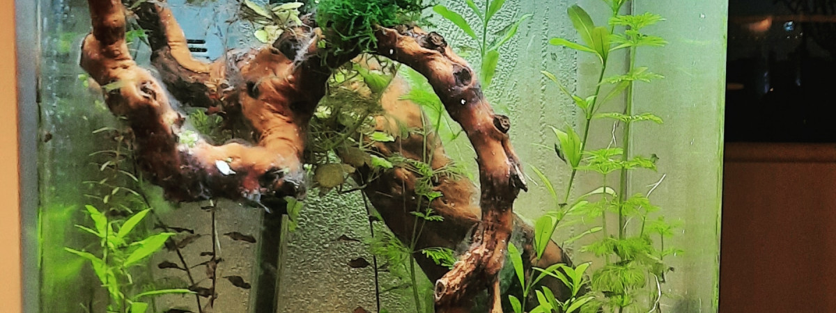 aquarium aquarium 30 litres