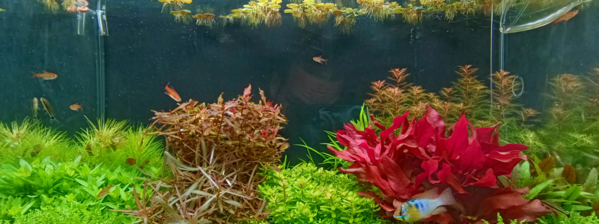 aquarium Dutch Style