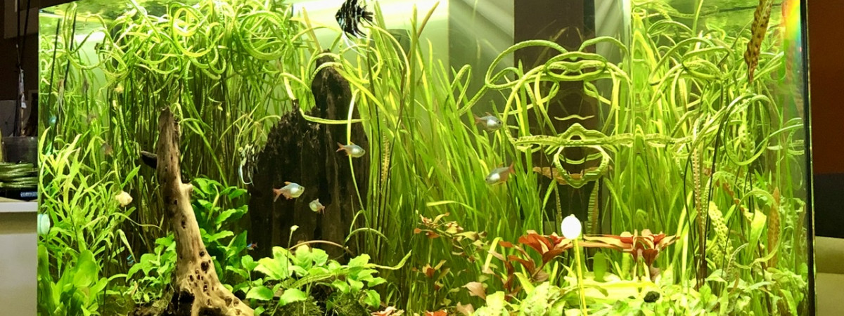 aquarium OSAKA 320 communautaire