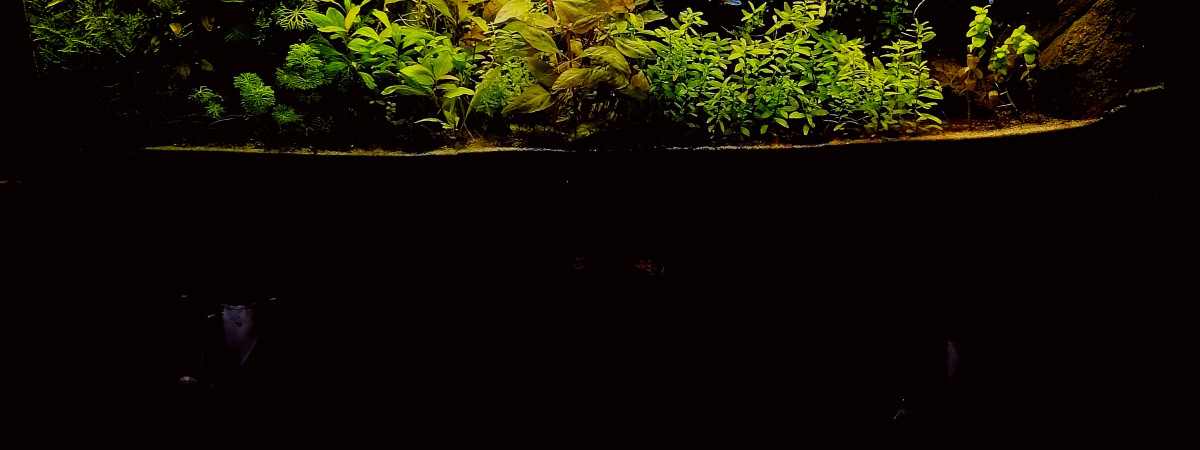 aquarium Delahaye