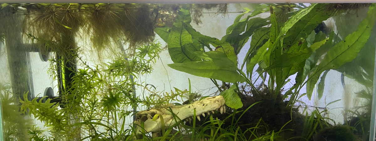 aquarium WJ