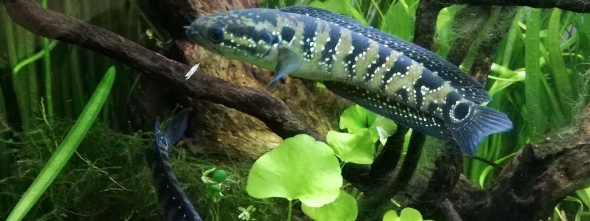 aquarium yohann81