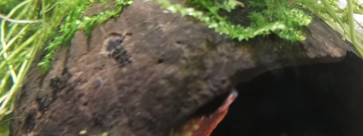 aquarium Crevette selection