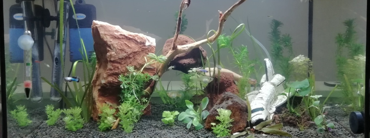 aquarium Aquarium reproduction
