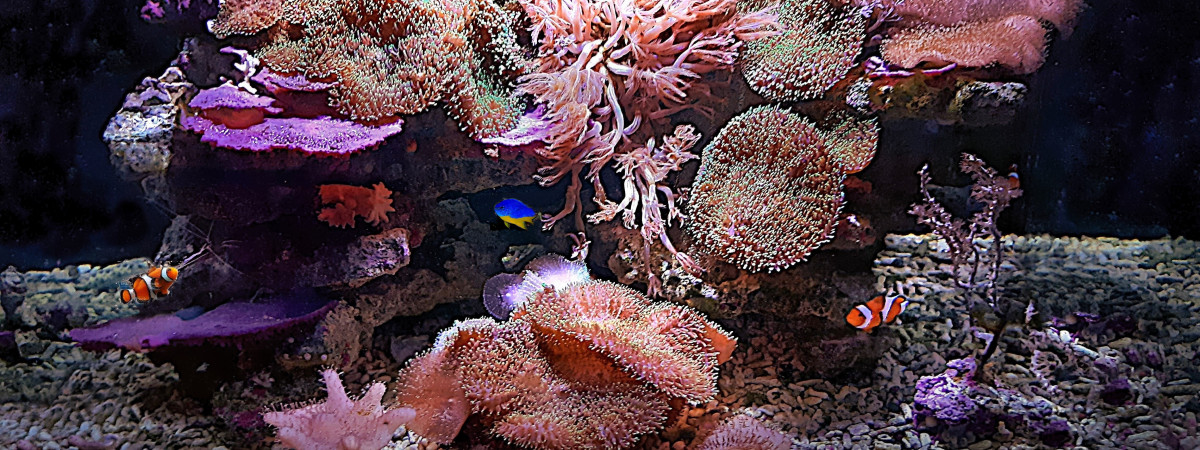 aquarium TOM 11