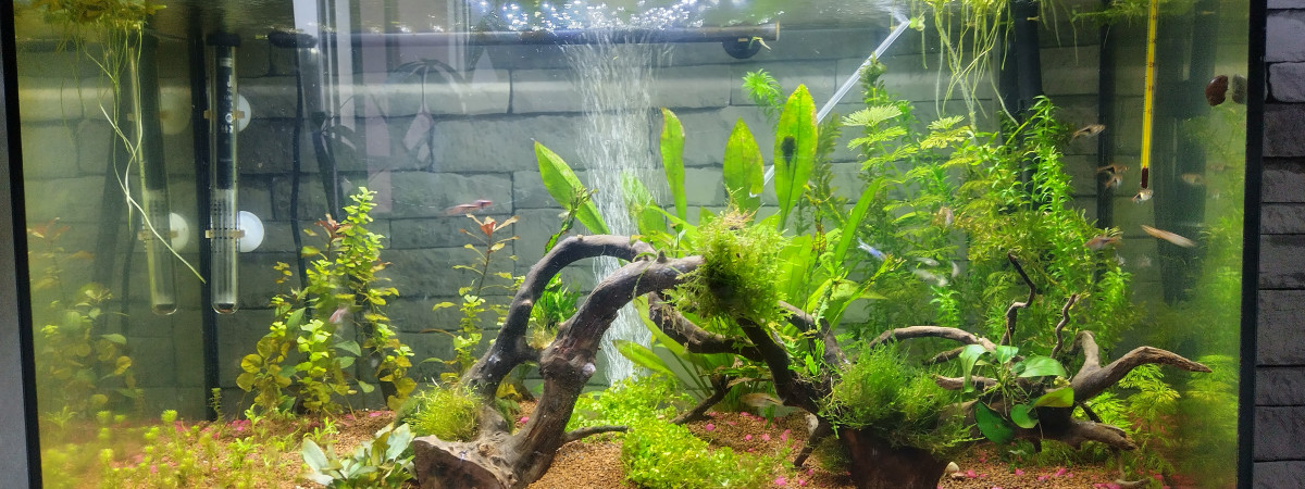 aquarium 120 litres