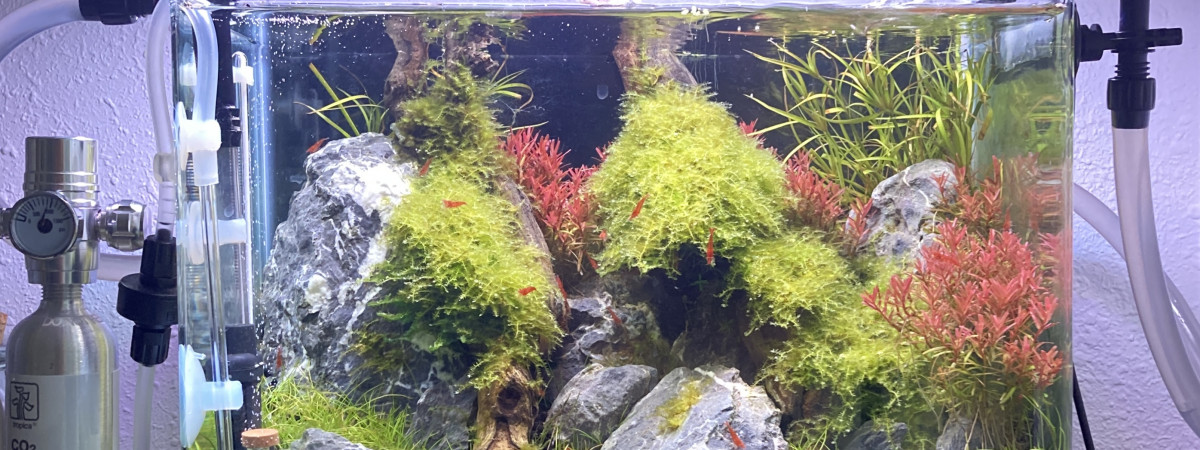 aquarium Nano red cherry