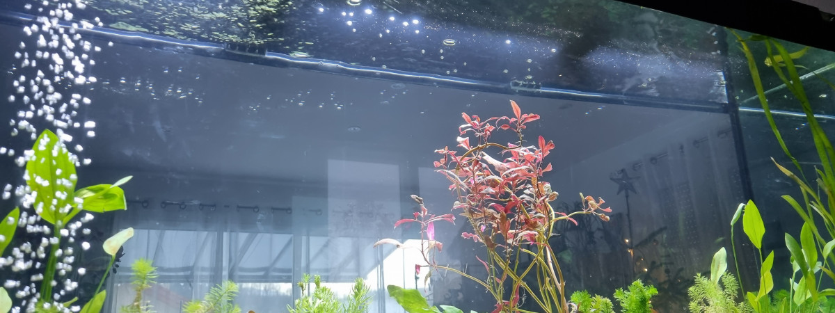 aquarium 450l