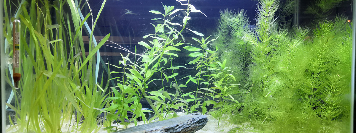 aquarium Walstad 70l