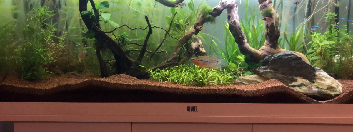aquarium Aquarium 180L