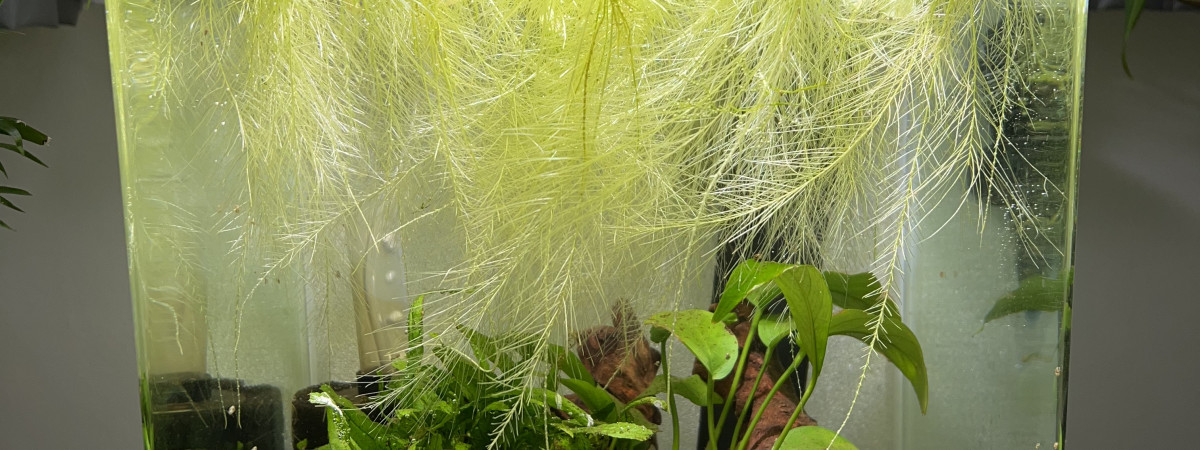 aquarium 20L