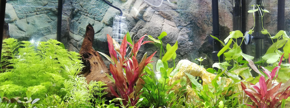 aquarium Blue lagoon
