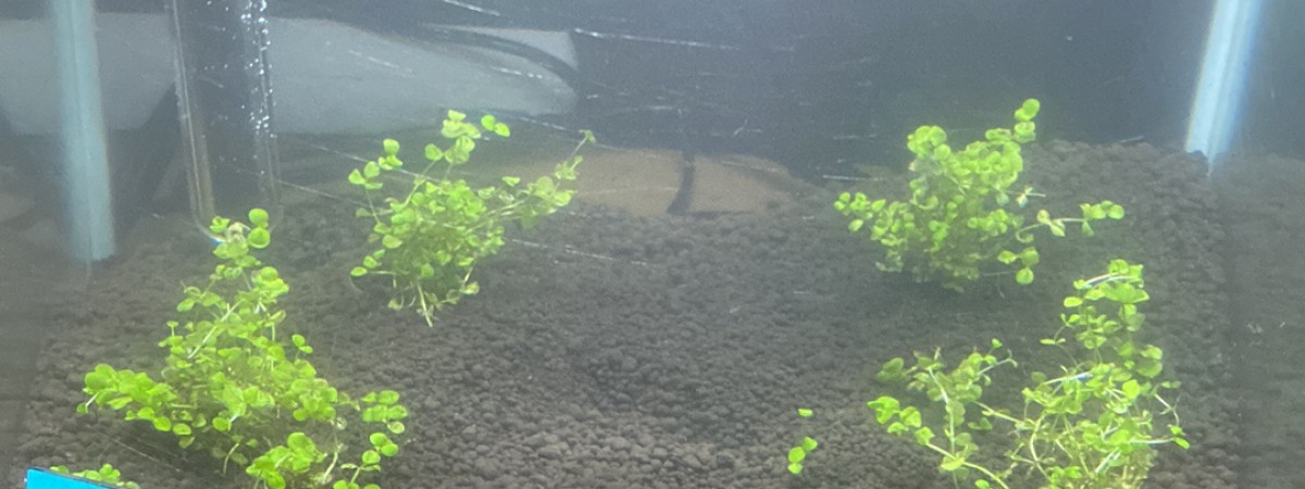 aquarium Aqua 40 Silver Superfish