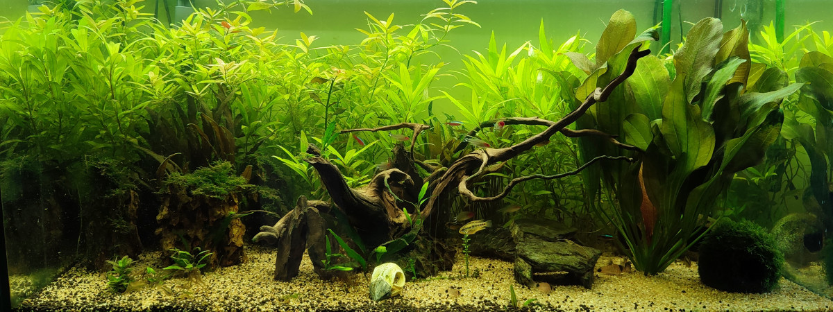aquarium A250