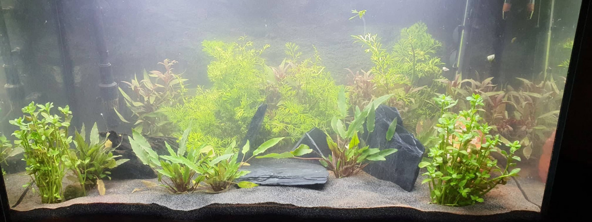 aquarium first fish