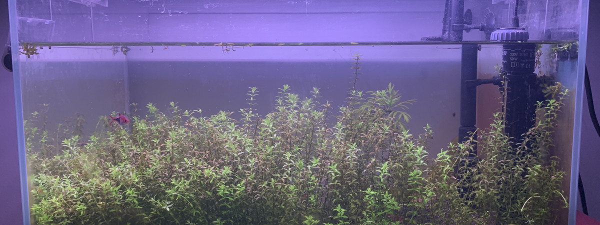 aquarium First
