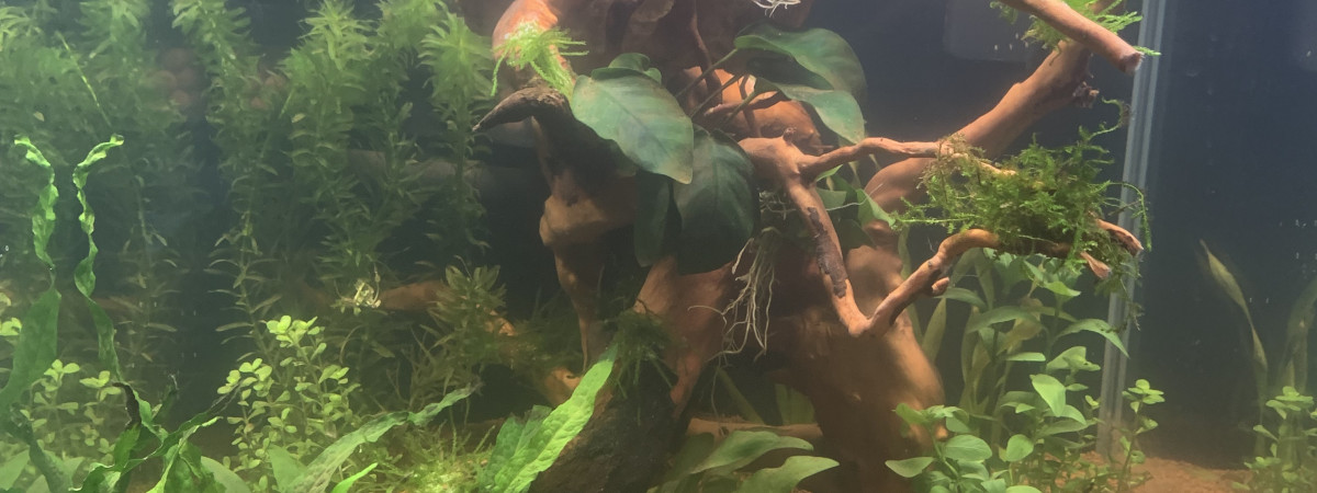 aquarium sera 40x40x60