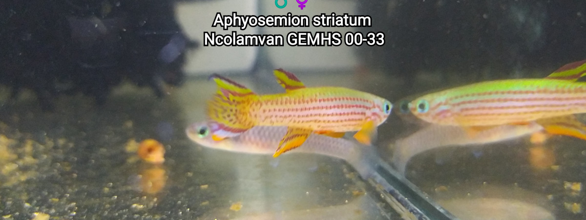 aquarium 343 Minimum 01 Alevin Aphyosemion striatum Ncolamvan GEMHS 00-33