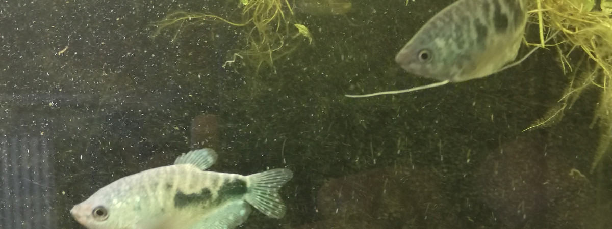 aquarium 300 litres