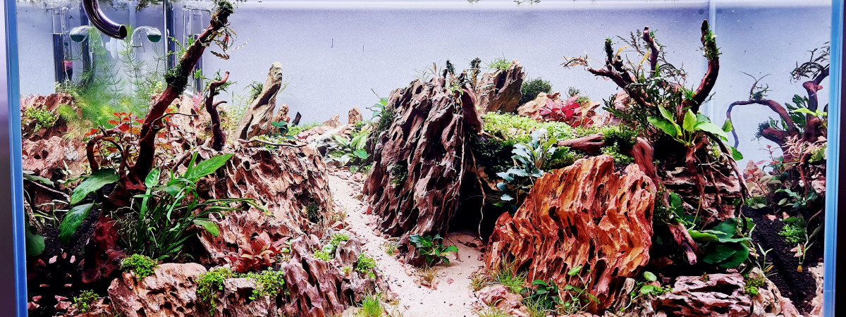 aquarium the Fisrt one