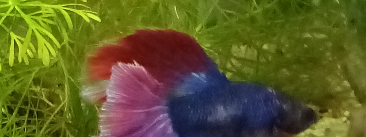 aquarium Betta splendens