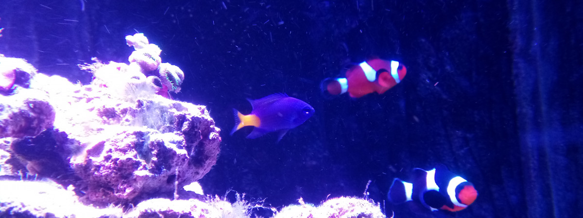 aquarium 130 L RED SEA