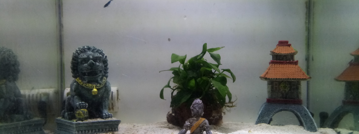aquarium Fluval Flex Aquarium 57 l Aquarium eau Douce Blanc