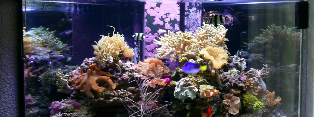 aquarium Mon recifal