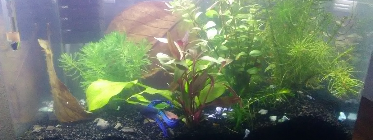 aquarium nanobak